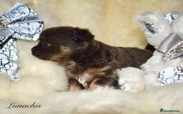 Chihuahua dogs for sale: Stunning long coat chihuahua puppies - Image 14