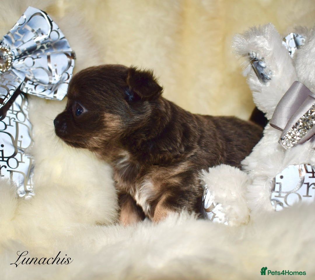 Chihuahua dogs for sale: Stunning long coat chihuahua puppies - Image 14