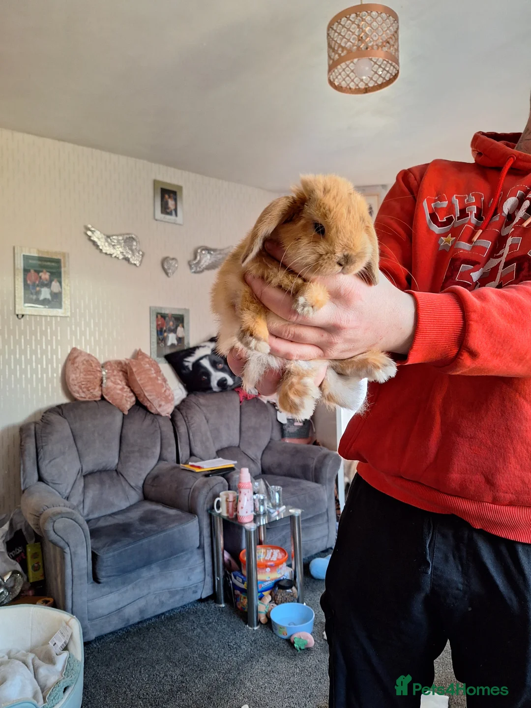 Mini Lop rabbits for sale: Pure mini lop little girl - Advert 1