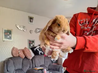 Mini Lop rabbits Pure mini lop little girl - Advert 1