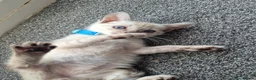 Mixed Breed cats for sale: Bengal Siamese mixed - Advert 19