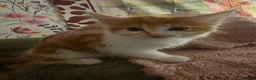 Mixed Breed cats for sale: Two Ginger boy kittens  - Advert 4