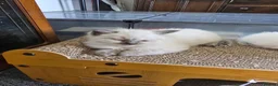 Ragdoll cats for sale: pedigree Ragdoll  - Advert 20