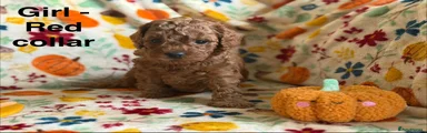 Cavapoo 5