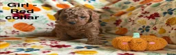 Cavapoo dogs for sale: F2B Home reared Cavapoo Puppies in Maldon - Advert 6