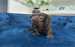 Cocker Spaniel dogs for sale: Beautiful litter of cocker spaniel pups 4 left  - Image 28
