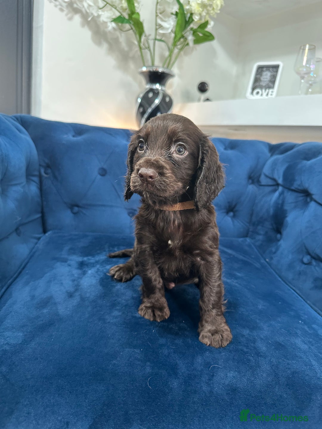 Cocker Spaniel dogs for sale: Beautiful litter of cocker spaniel pups 4 left  - Image 28