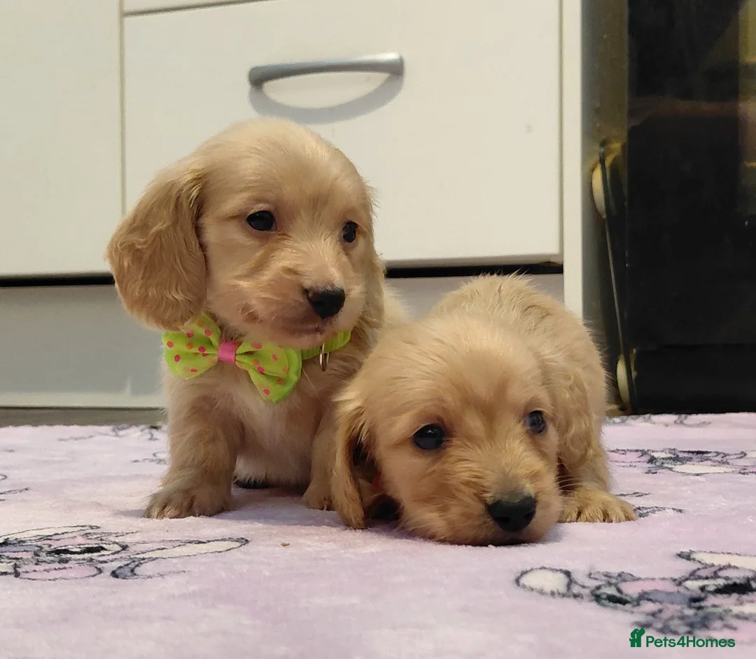 Miniature Dachshund dogs for sale: KC Reg. Longhaired Full Cream Mini Dachshunds 💛🐾 - Advert 32