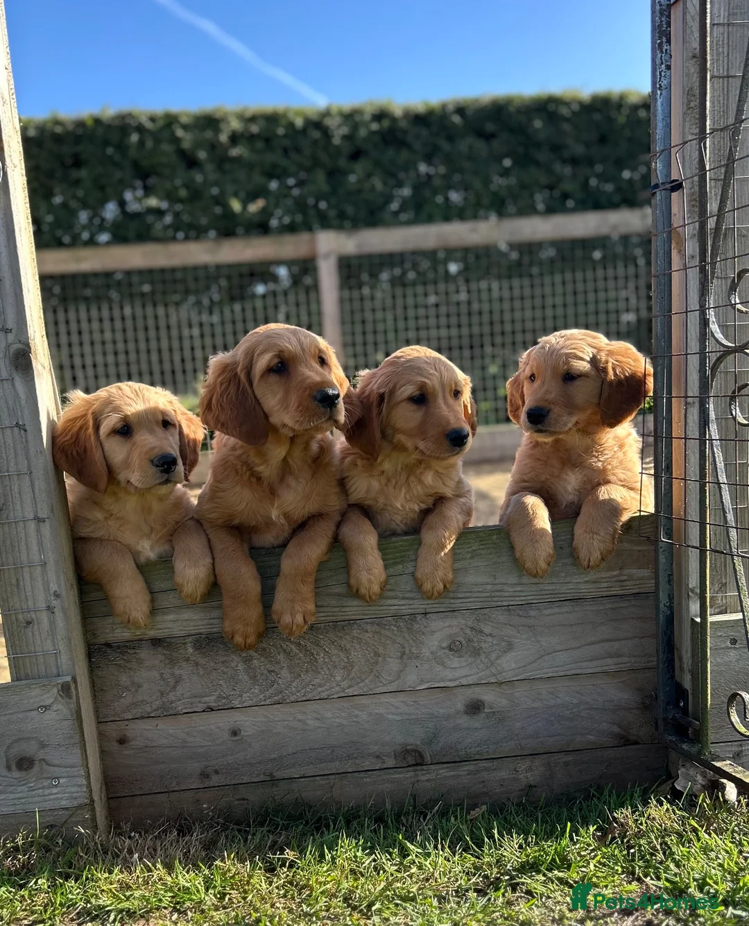 Golden Retriever dogs for sale: Very Dark Golden Retriever Puppies ready to leave  - Advert 1