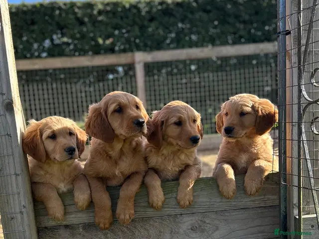 Golden Retriever dogs for sale: Very Dark Golden Retriever Puppies ready to leave - Advert 1