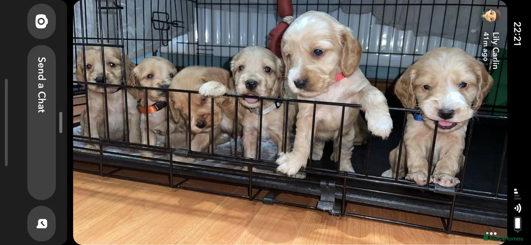 Cockapoo dogs for stud: Proven F1 cockerpoo for Stud in Sutton-in-Ashfield - Advert 11