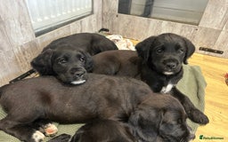 Mixed Breed dogs for sale:  Boxer-Doodle - Image 7