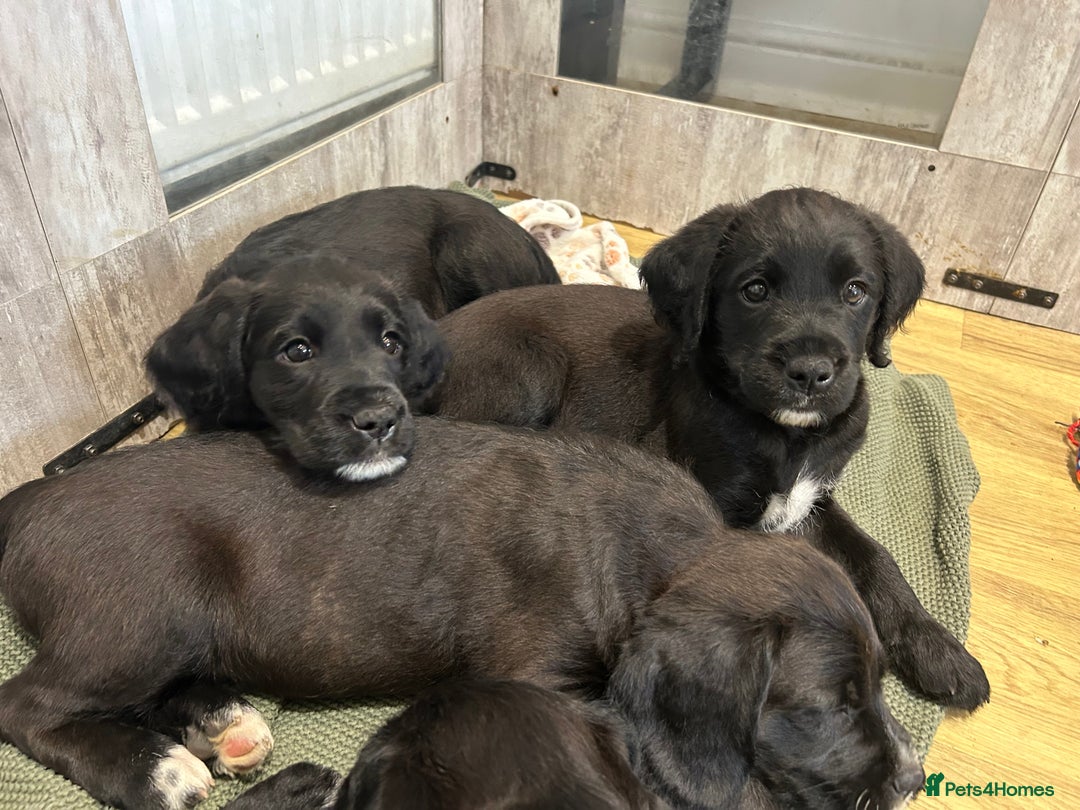 Mixed Breed dogs for sale:  Boxer-Doodle - Image 7