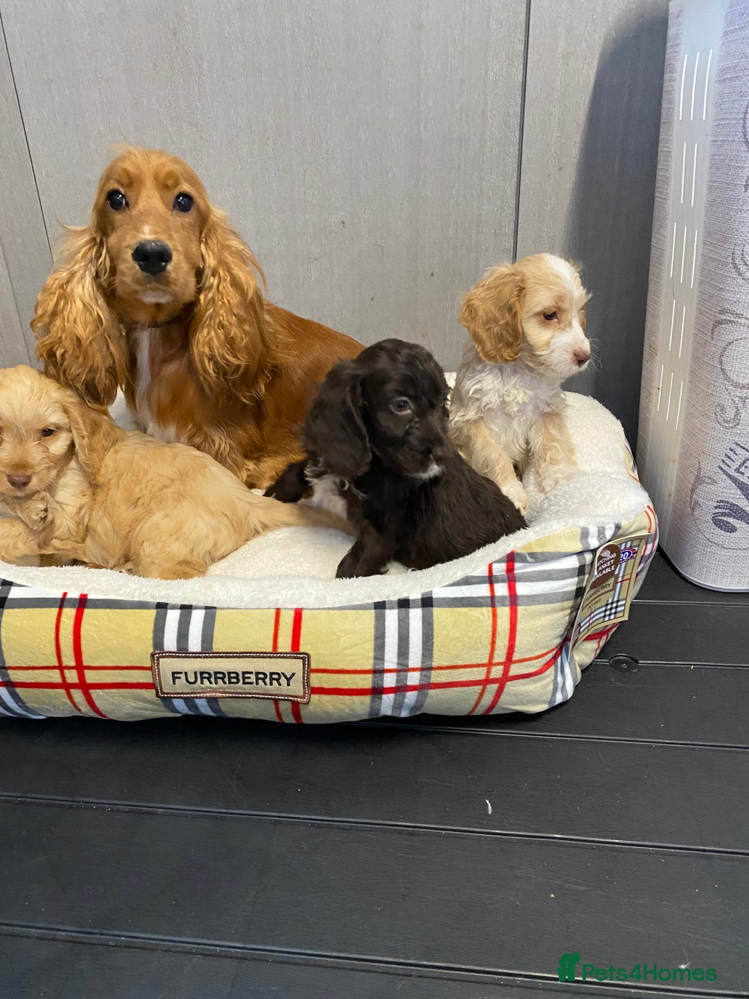 Cockapoo dogs for sale: AMAZING STUNNING F1 SHOW TYPE COCKAPOO  - Image 2