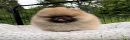 Pomeranian dogs for sale:  Rare colour Russian line Teddy Bear Pom Puppies ✨ - Advert 20