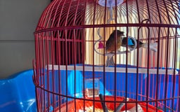 Canaries birds for sale: 2 canaries cage and accessories  - Image 3