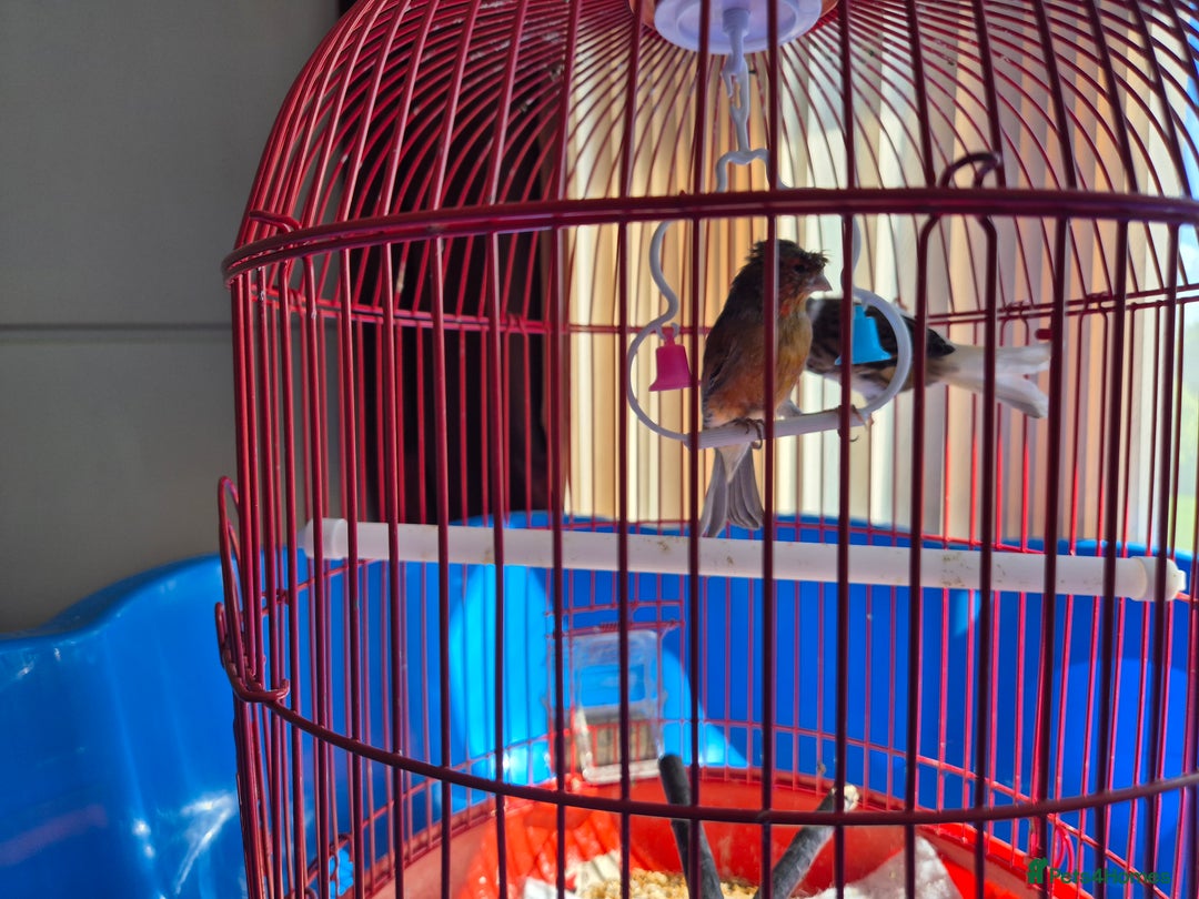 Canaries birds for sale: 2 canaries cage and accessories  - Image 3