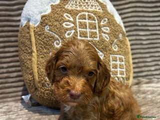 Cockapoo dogs F1 TOY SHOW TYPE DNA 🧬 CLEAR COCKAPOO BABIES 🧸 - Advert 12