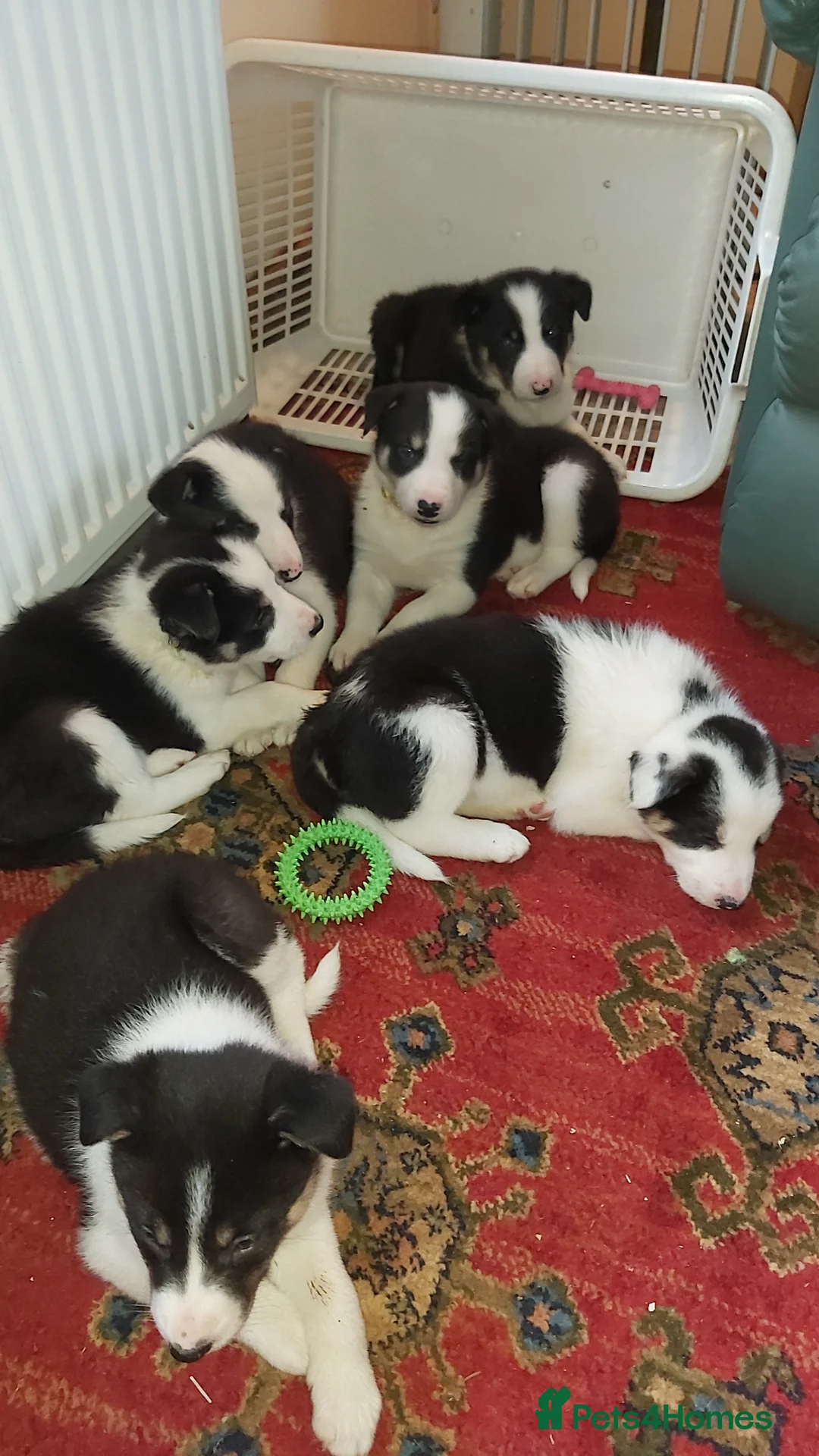 Border Collie dogs for sale: Beautiful Tri Coloured Border Collie Puppies - Advert 6