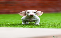 Miniature Dachshund dogs for sale: Miniature cream dachshund - Image 23