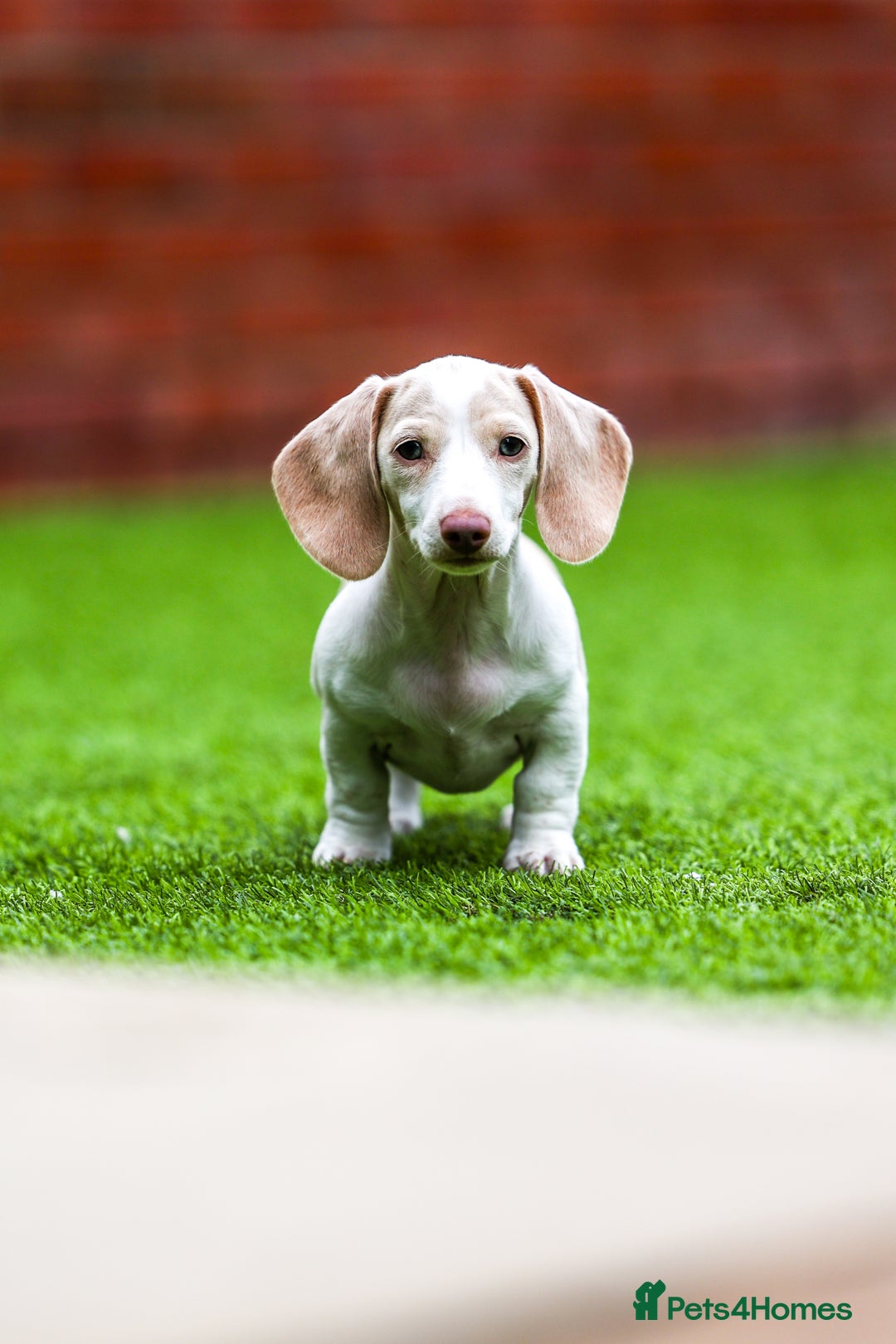 Miniature Dachshund dogs for sale: Miniature cream dachshund - Image 23