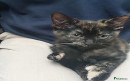 British Longhair cats for sale: kitten - Image 1