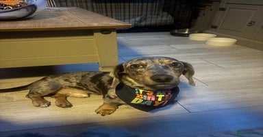 Dachshund dogs - Advert 8