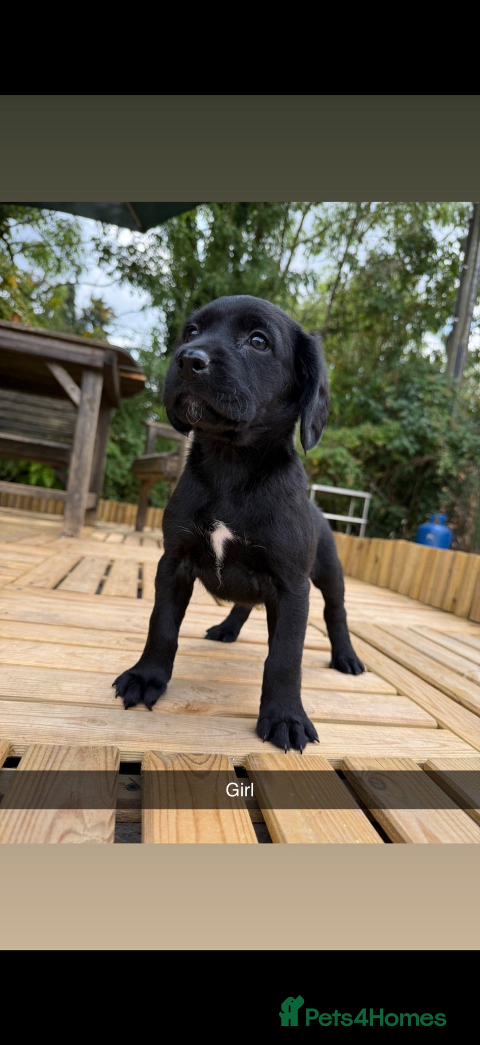 Springador dogs Springador puppy’s 3 boys 5 girls  - Advert 5