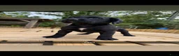 Springador dogs for sale: Springador puppy’s 3 boys 5 girls  - Advert 1