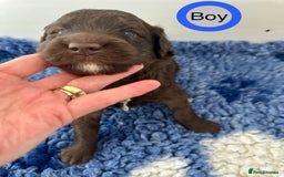 Goldendoodle dogs for sale: Standard Golden Sheepadoodle puppies - Image 7