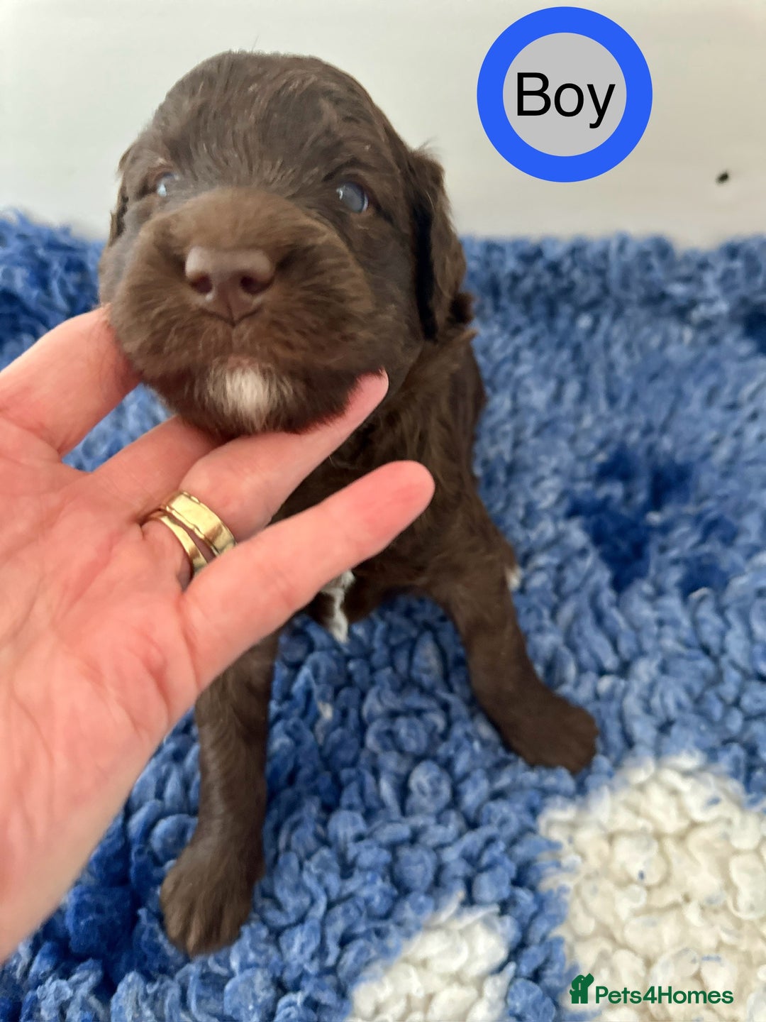 Goldendoodle dogs for sale: Standard Golden Sheepadoodle puppies - Image 7