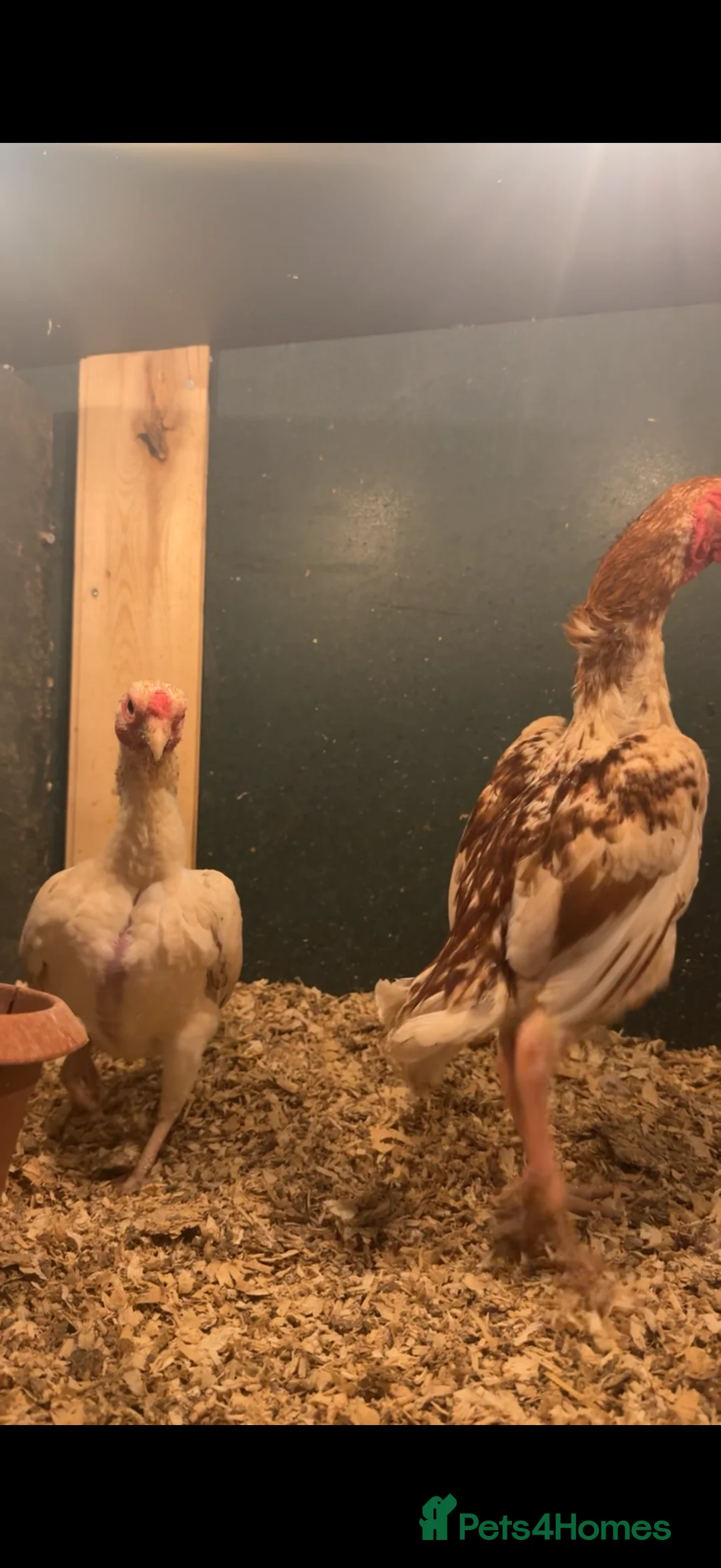 Chickens poultry for sale: Ko Shamo trio  - Advert 1