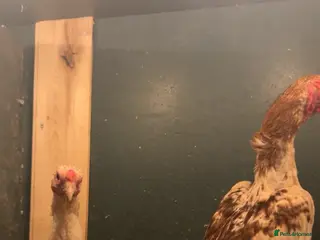 Chickens poultry Ko Shamo trio - Advert 1