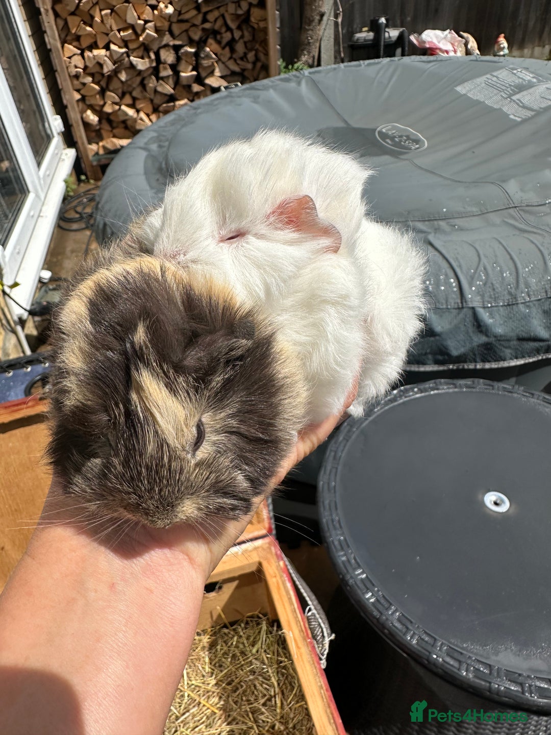 Guinea Pig rodents for sale: 2 pretty baby guinea pigs looking homes. - Image 3