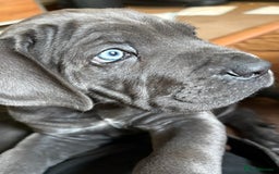 Cane Corso dogs for sale: Beautiful cane Corso puppies  - Image 2