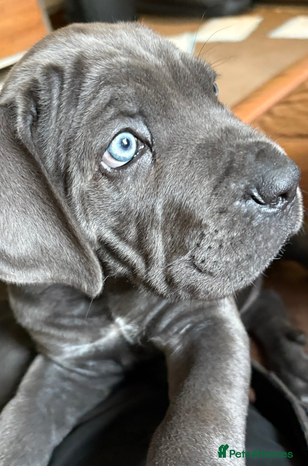 Cane Corso dogs for sale: Beautiful cane Corso puppies  - Image 2