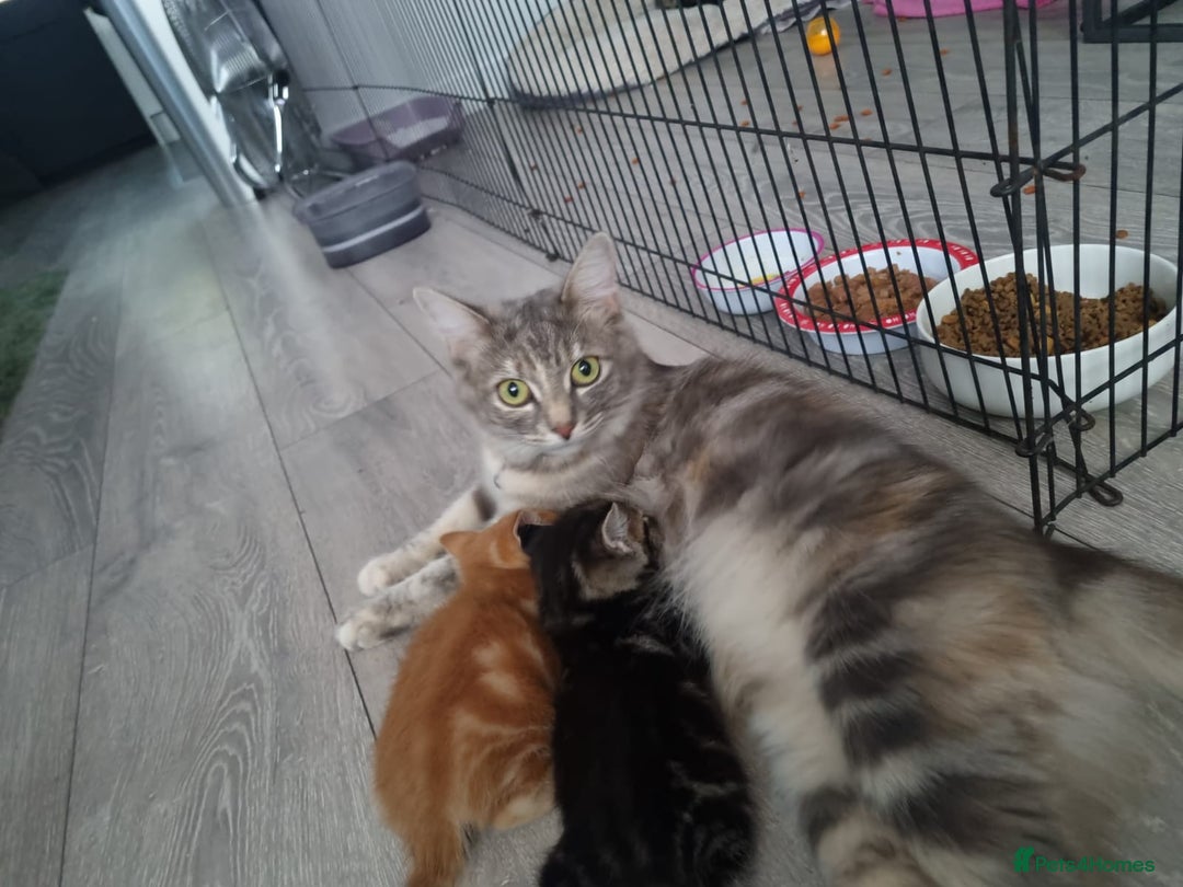 Ragdoll cats for sale: Ragdoll bengal mix  - Image 13