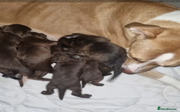 Mixed Breed dogs for sale: Mixer breed puppys  - Image 19