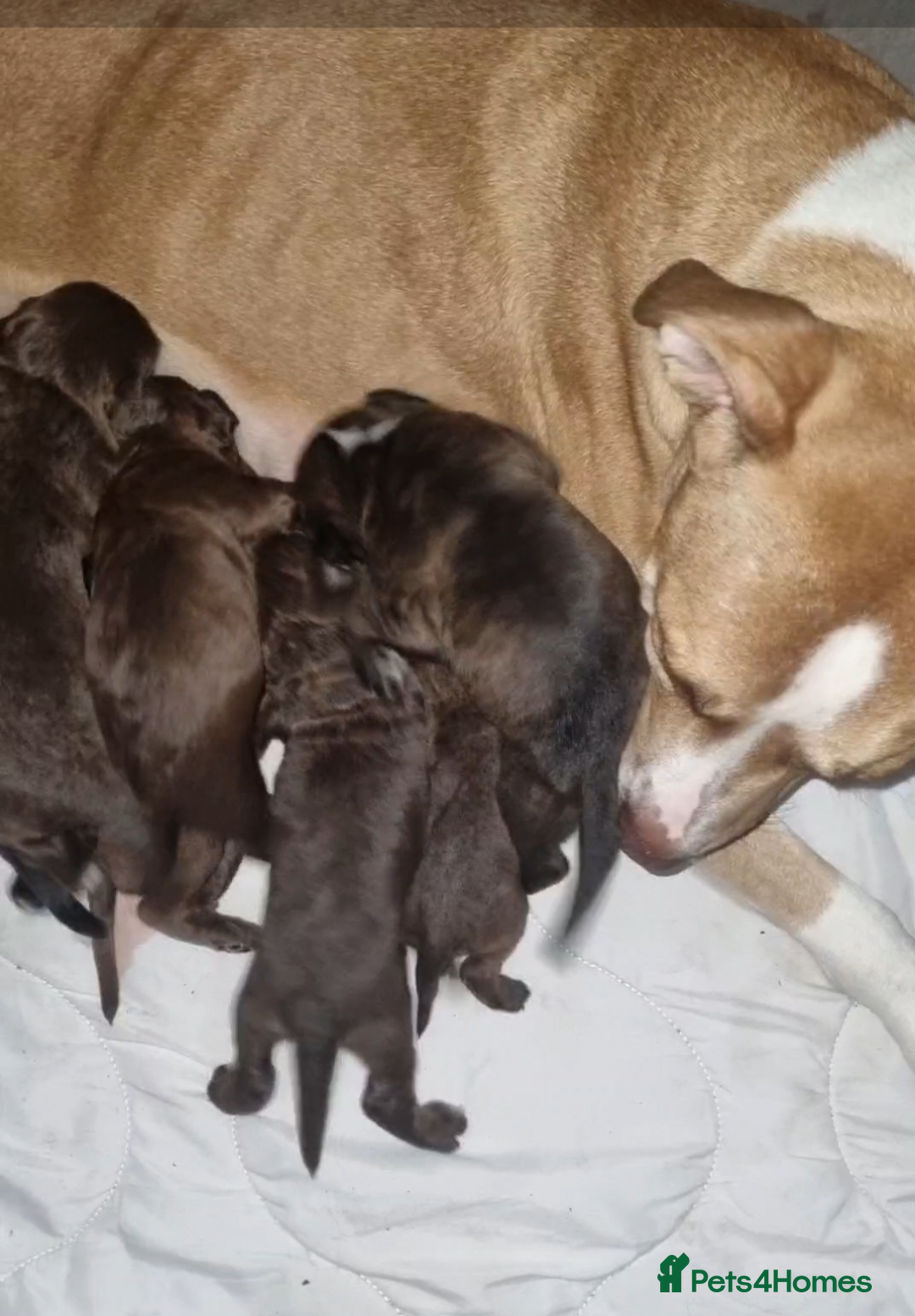 Mixed Breed dogs for sale: Mixer breed puppys  - Image 19