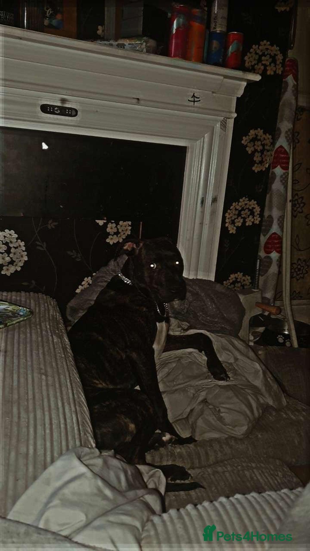 Staffordshire Bull Terrier dogs for sale: Male Staffy  - Image 4