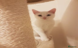 Mixed Breed cats for sale: Beautiful White Mixed Breed Boy - Image 4