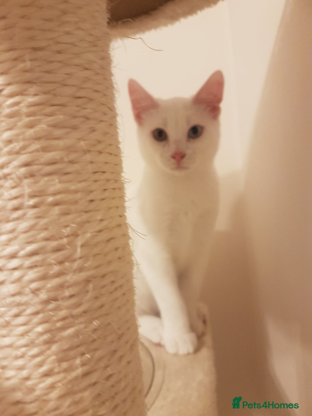 Mixed Breed cats for sale: Beautiful White Mixed Breed Boy - Image 4