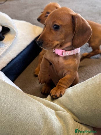 Miniature Dachshund dogs in Sudbury - Advert 4