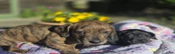 Miniature Dachshund dogs for sale: KC Mini Dachshund Pups - 1 available.3 reserved  - Advert 8
