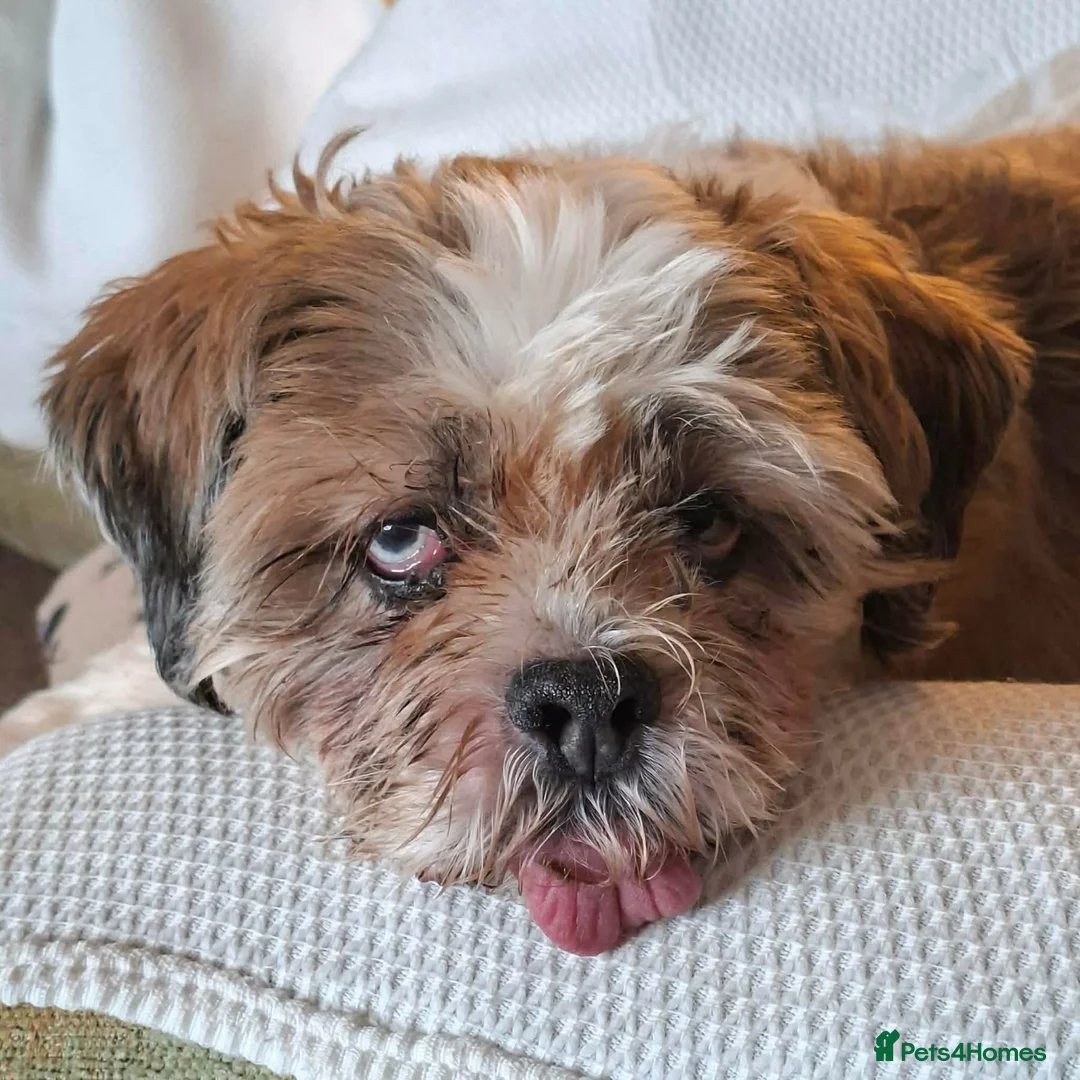 Shih Tzu dogs for adoption: Bramble - Fakenham Norfolk  in Fakenham - Advert 9