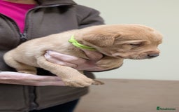 Labrador Retriever dogs for sale: KC Registered Working Labradors - Image 11
