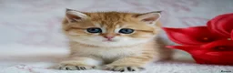 British Shorthair cats for sale: British shorthair available 🦁 - Advert 18