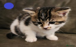 Mixed Breed cats for sale: Maine Coon/Norwegian Forest/British Shorthair X - Advert 5