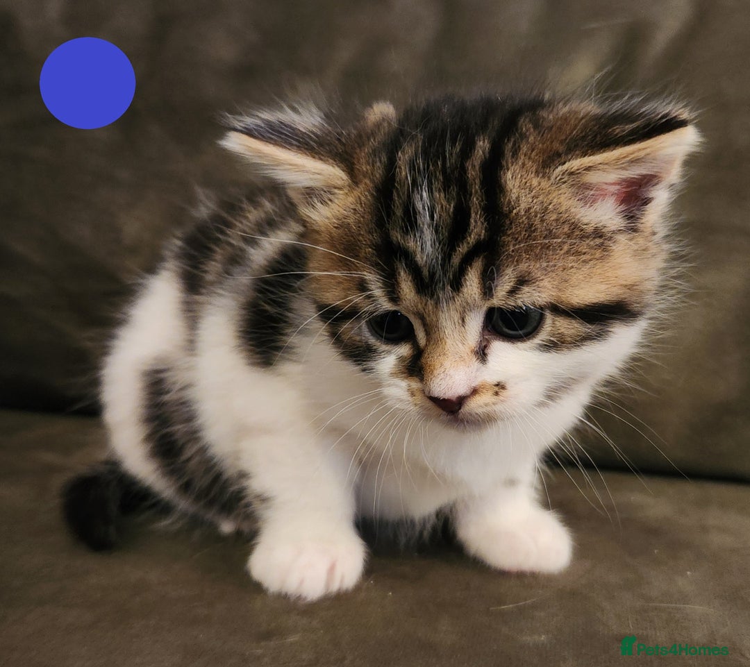 Mixed Breed cats for sale: Maine Coon/Norwegian Forest/British Shorthair X - Advert 5