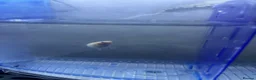 Bettas fish for sale: Mixed betta fish  - Advert 14